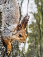 Squirre sitting upside down on a tree trunk. The squirrel hangs upside down on a tree against colorful blurred background. Close-up.