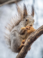 The squirrel with nut sits on a branches in the spring or summer.