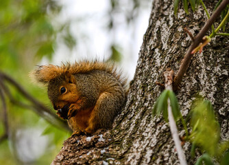 squirrel on a tree