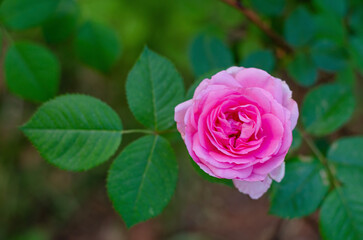 pink rose
