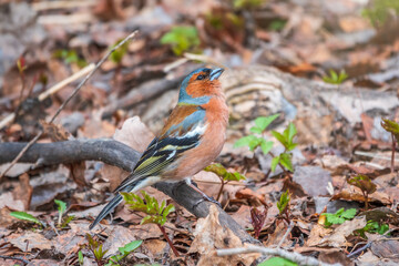 Common chaffinch, Fringilla coelebs, sits on the ground in spring. Common chaffinch in wildlife.