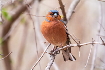 Common chaffinch, Fringilla coelebs, sits on a tree. Common chaffinch in wildlife.