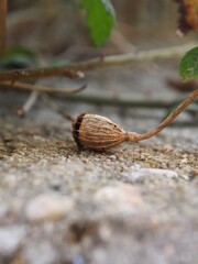 DETALLE PLANTA