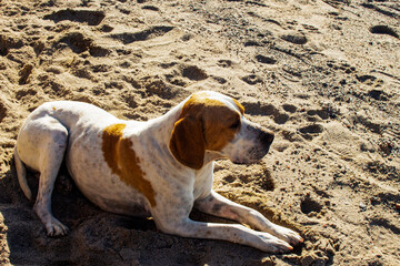 Cachorro, habitante amigo de Laguna Mar Chiquita (Miramar) Córdoba Argentina