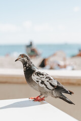 Beautiful Scavengers