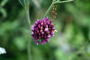 Allium rotundum. Allium rotundum in garden. Growing bulbous plants in the garden. Honey plants in the garden. Bees on flowers.