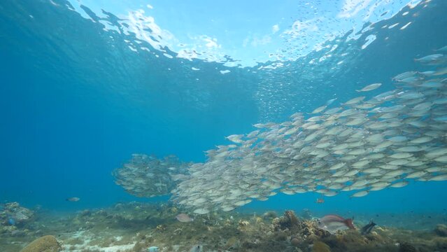 4K 120 fps Super Slow Motion Seascape with Bait Ball, School of Fish in the coral reef of the Caribbean Sea, Curacao