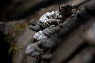 Baumpilze im Licht an Baumstamm