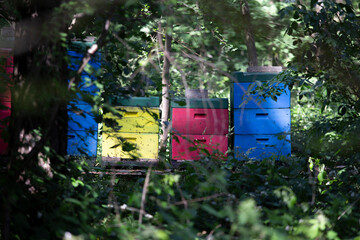 Bunte Bienenstöcke im Wald