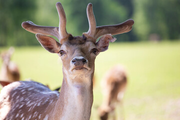 Hirsch (Sikawild) schaut in die Kamera
