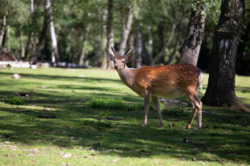 Sikahirsch (Edelwild) schaut in die Kamera, im Hintergrund sieht man Wald