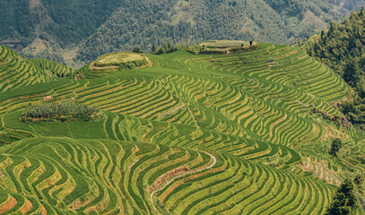 Panoramic landscape photography of the Longji Rice Terraces located in Longsheng County, near Guilin, Guangxi, China.