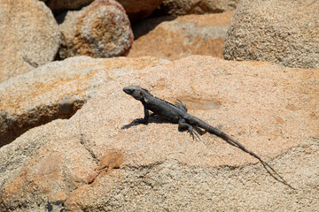 black iguana looking for warmth on the rock