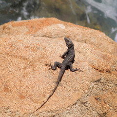 black iguana looking for warmth on the rock
