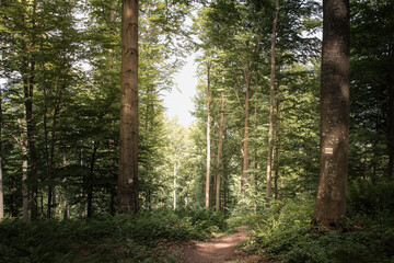 Beech forest in the Carpathians, Bieszczady. A beautiful simple European beech rising towards the...