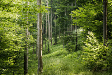 Obraz premium Beech forest in the Carpathians, Bieszczady. A beautiful simple European beech rising towards the sky. common beech, Fagus sylvatica, beautiful trees and beautiful beech forests.