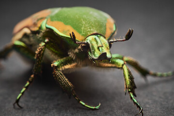 Beautiful emerald scarab macro photography, extreme close up of an arthropod, also called green beetle