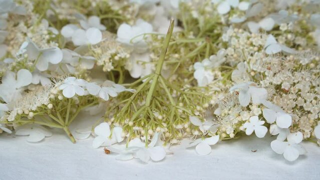 Drying of medicinal plants - the hawthorn flowers. Herbs to strengthen heart health. White blossoms of deciduous plants are named Crataegus monogyna in Latin.