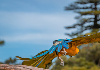 Parrot Flying