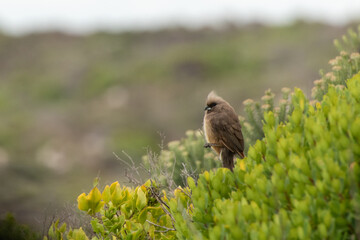 Speckled Mousebird 