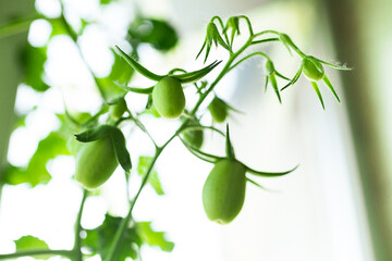 Small green tomatoes ripen on a branch. Selective focus.