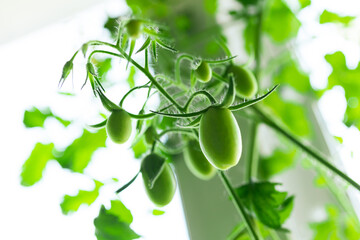 Small green tomatoes ripen on a branch. Selective focus.