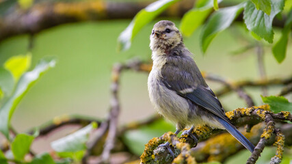 Junge Blaumeise im Zwetschgenbaum