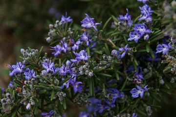 Obraz premium Purple flowers on bush 