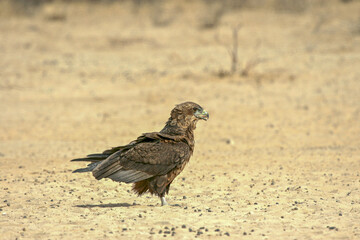 Juvenile Bateleur Eagle, Kgalagadi