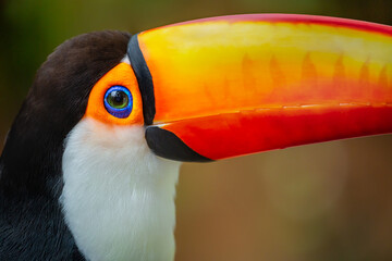 Toucan side profile close-up in Pantanal, Brazil