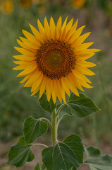 vertical photograph of sunflowers in spring as wallpaper