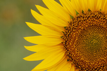 sunflower detail plan stock photography, wonder of creation,nice screensaver, for the mobile phone, copy space o copyspace