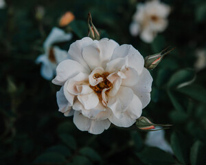 white rose