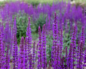 field of lavender