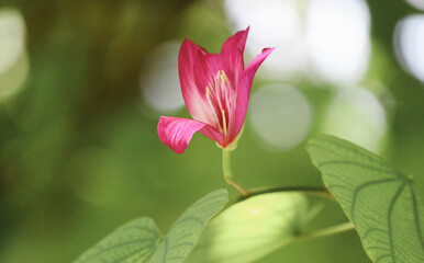 oriental pink flower with green background