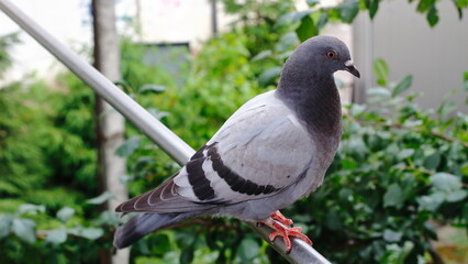 A blue-gray wild dove on a metal pipe