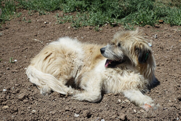 Naklejka na ściany i meble Silky Terrier dog lying on street pavements, Silky Terrier hairy stray dog,
