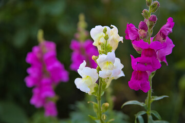 white and purple snapdragons