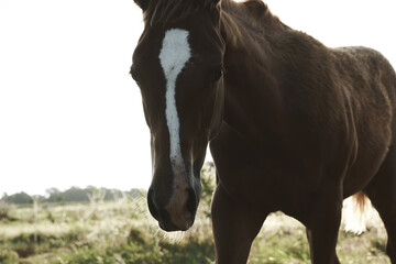 Filly foal horse in Texas ranch landscape field during summer.