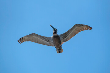 Brown Pelican Soaring in a clear blue sky.