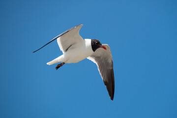 Laughing Gull in flight in blue sky.