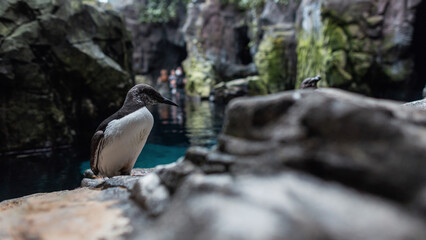 Beautiful penguin with a white breast stands on a rock near the water. Oceanarium in Lisbon