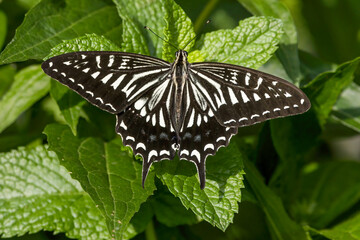 スペアミントの葉にとまるアゲハ蝶