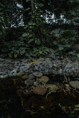 Beautiful green exotic vegetation with palm tree foliage, a lake in the jungle