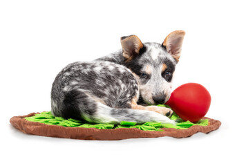 Cute puppy lying on dog bed with toy in mouth while looking at camera. Curled up puppy dog exhausted from playing with a balloon. 9 week old blue heeler dog or Australian cattle dog. Selective focus.