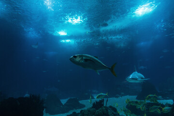 Amazing blue underwater world of the ocean. Fish swimming with a shark. Shark hunts for the fish. Dangerous concept. Oceanarium Lisbon Portugal. Wild Underwater World