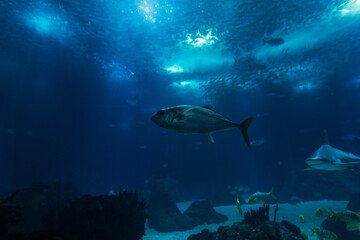 Fototapeta na wymiar Underwater wildlife with fish. Oceanarium. The sea and underwater views