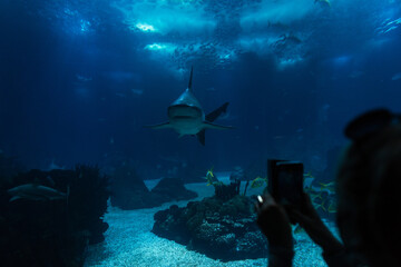 Shark swims underwater in the oceanarium. Female silhouette takes a photo on her smartphone and...
