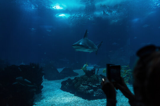 Shark swims underwater in the sea. Woman at the oceanarium taking pictures on her smartphone of wildlife with fish and sharks