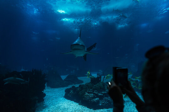 Shark swims underwater in the oceanarium. Female silhouette takes a photo on her smartphone and watches the underwater world with the fish.